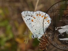 Голубянка черноморская 001